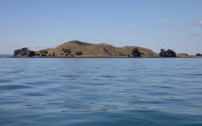 A wily stoat is on the loose on one of Auckland's pest free islands - Motukorea/Browns Island.

 

It was first detected back in March and despite dozens of traps and cameras being set up, it's so far proven elusive.