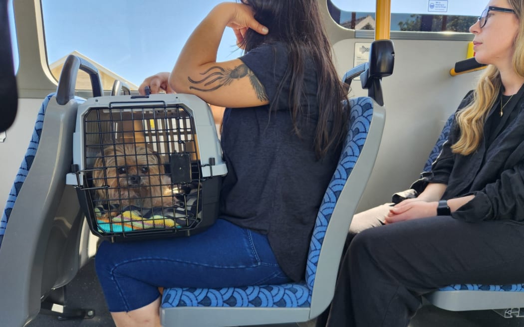 Small pets will need to be in a carrier that fits on passengers' laps or under the seat in front of them, while small dogs can be on a lead with a basket-type muzzle.
