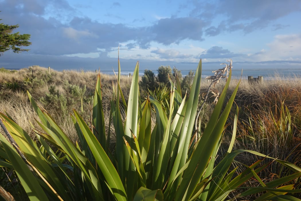 Tahunanui Beach
