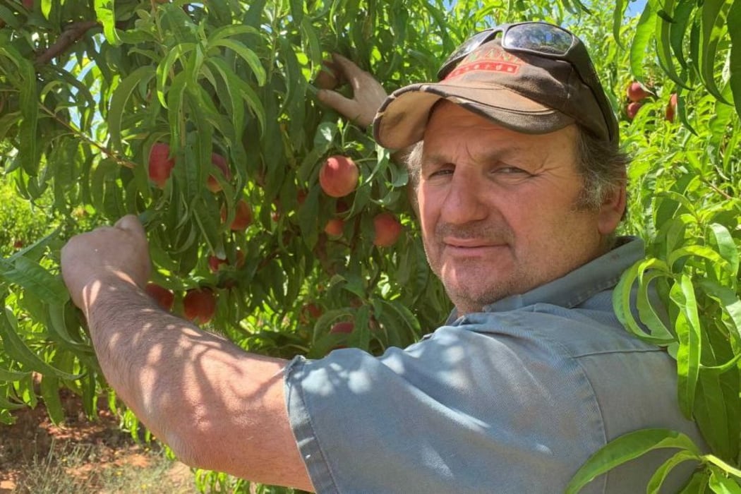 Michael Tripodi's crop of peaches at his northern Victorian orchard is in danger of cooking.