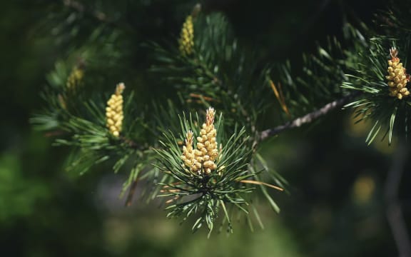 Pine pollen