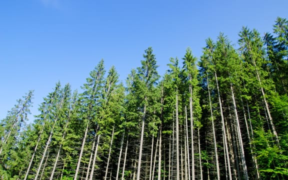 A pine forest.