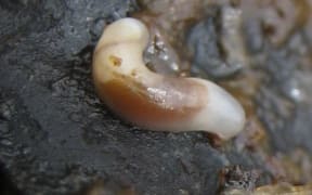 The rare Smeagol sea slug