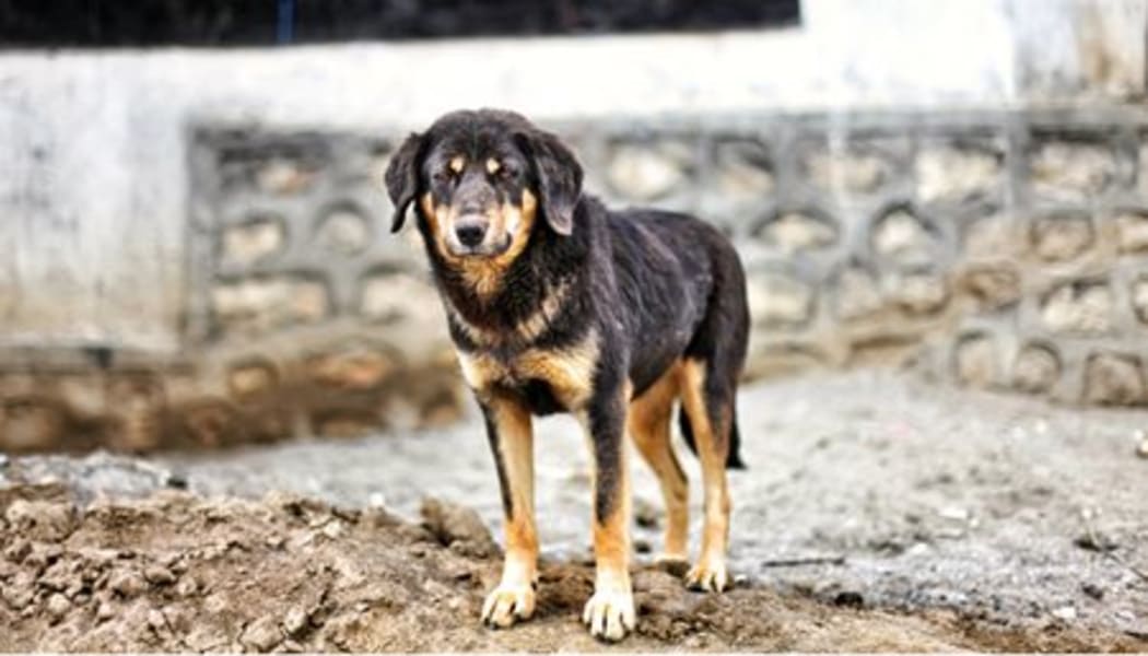 Stray dogs have been captured in Fiji