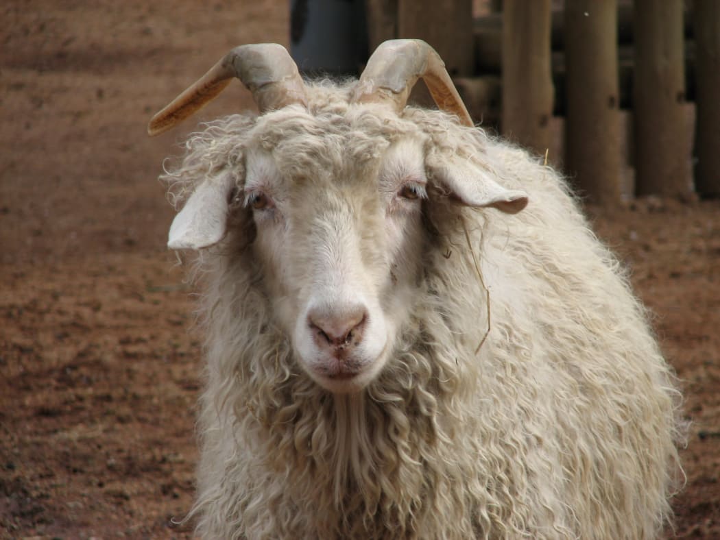 The angora goat