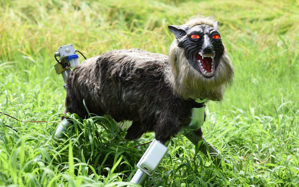 A wolf-like robot "Super Monster Wolf" stands beside a rice field to drive away wild animals that cause damages to crops.