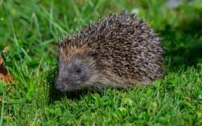 Hedgehogs may look cute, but they are thought to have a devastating effect on native species and the environment