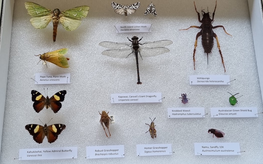Some of the bugs on display in Otago Museum's collection.