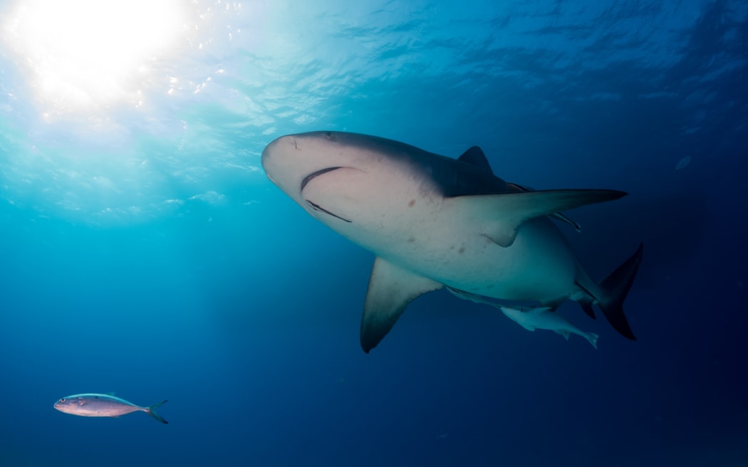 Woman suffers serious leg injury in bull shark attack in Sydney Harbour
