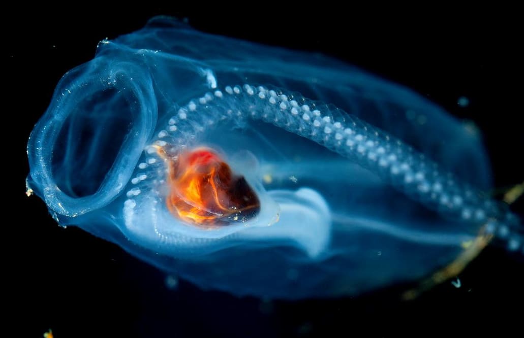 A chain of baby blastozooids chain in the salp Salpa thompsoni before being released into the world.