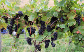 Vineyard ferment at Greystone Wines