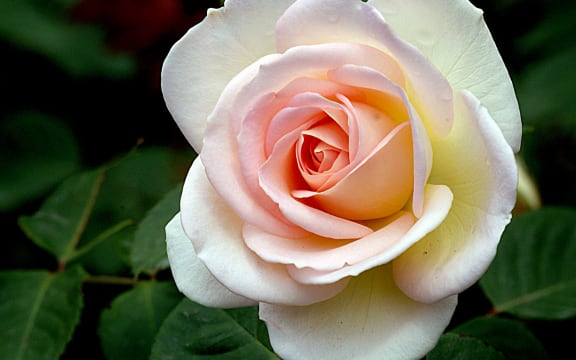 Nancy Steen rose