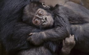 A baby Eastern lowland gorilla in its parent's arms, Kahuzi Biega National Park, Democratic Republic of Congo.