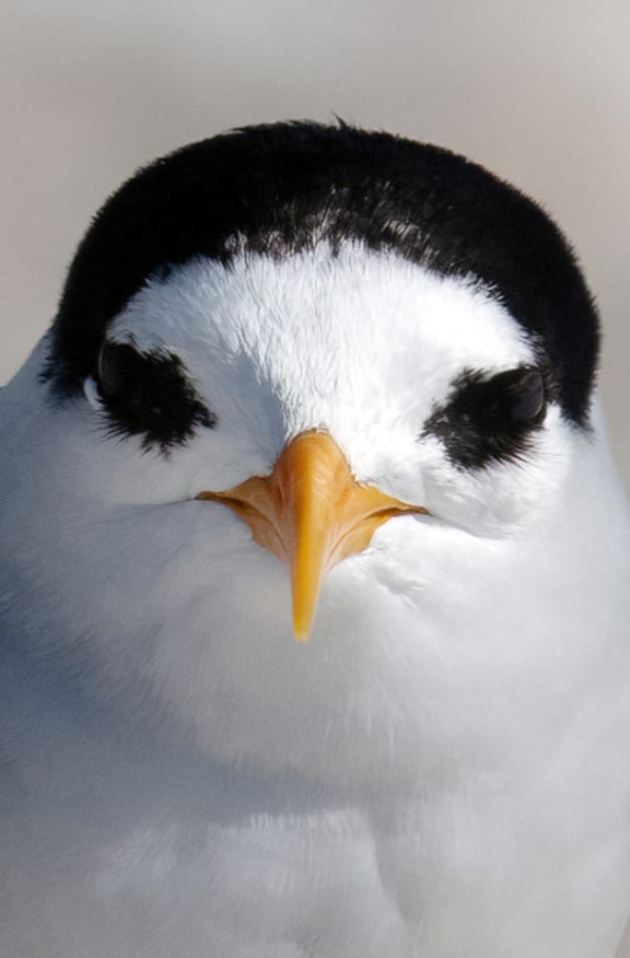 The tara iti or fairy tern is New Zealand's most endangered bird.