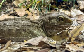 A grey-green reptile with spines along its back sits in the leaf litter.