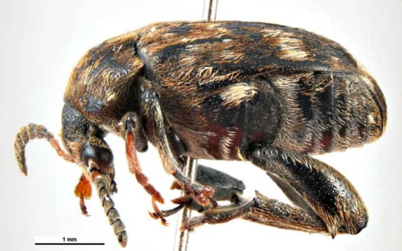 Pea weevil (Bruchus pisorum)