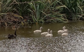 Swan and cygnets cruise in freshwater wetlands of Tahuna Torea