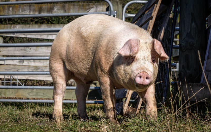 Calls for ‘second chance’ for escapee pig destined to be dinner | RNZ