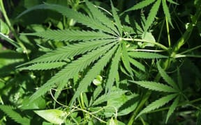 Professor Chris Wilkins has released a model for the regulation of legal recreational cannabis.
