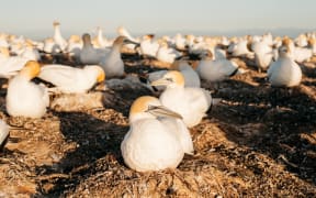 Gannets on nests in the Hawke's Bay.