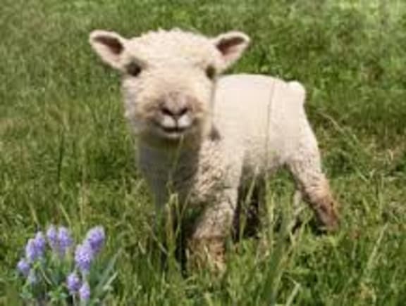 Baby Doll sheep