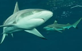 Reef sharks.