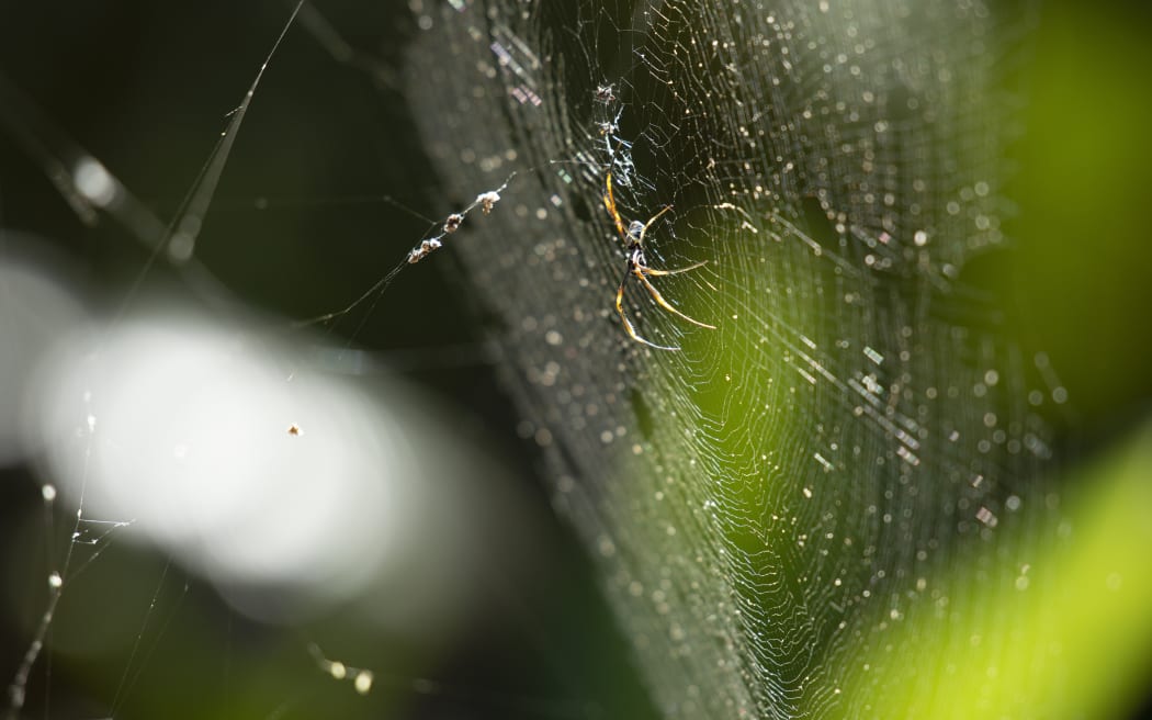 Golden Orb Spider resting on its web during the daytime.