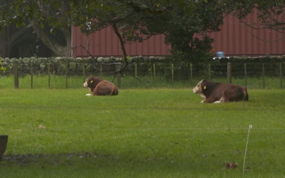 Cows at Maungakiekie's Cornwall Park.