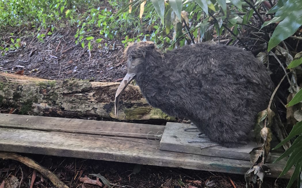 Decoy kiwi on pully systems are set up as part of the training to deter dogs.