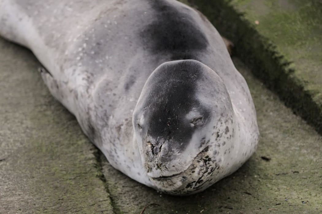 A leopard seal has been spotted at Oriental Bay, Wellington.