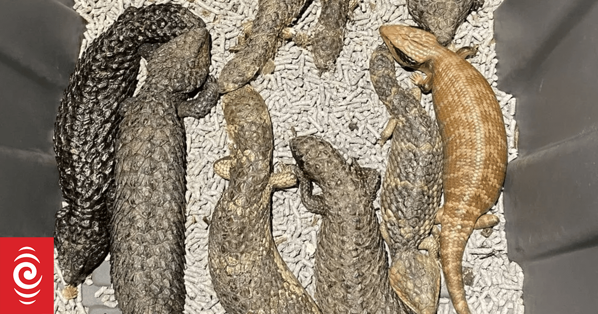 Hundreds of lizards seized in Australia police bust | RNZ News