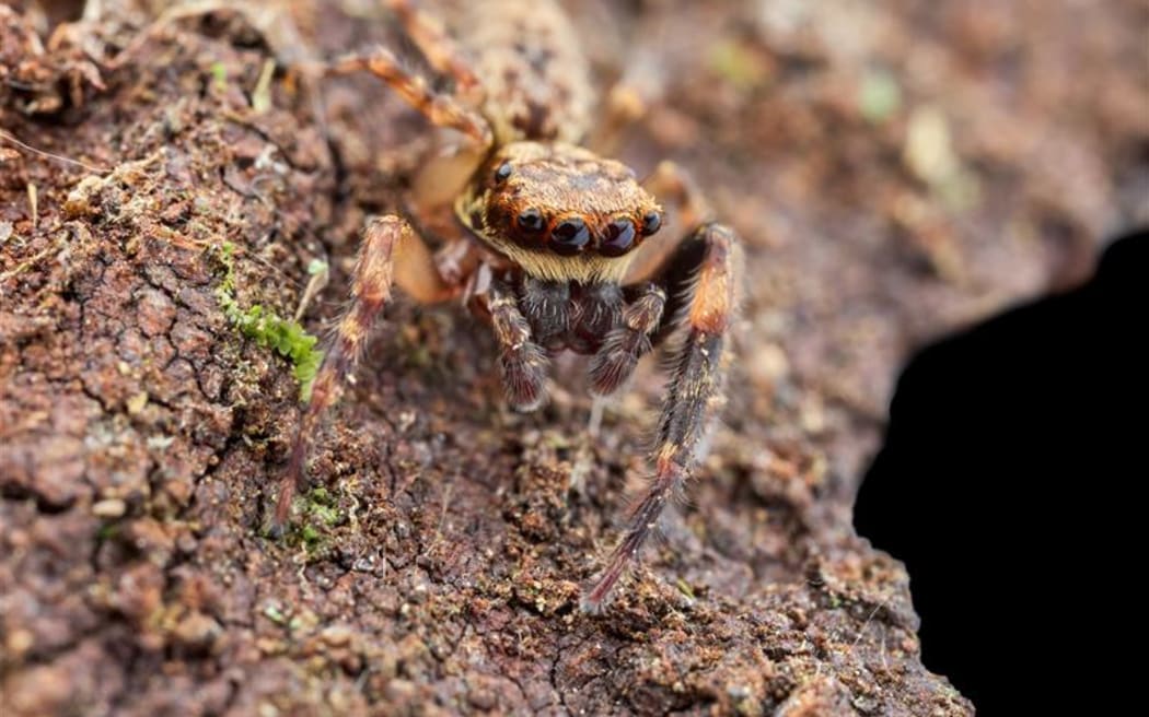 The Paapaakiri male spiders have great eyesight, but in the spider world that often means simple, puny genitalia and elaborate mating rituals.