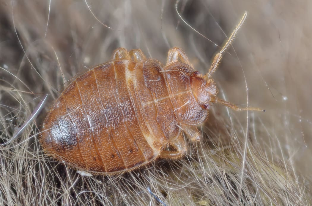Bed Bug - Cimex lectularius