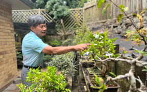 Huosheng Lin, a Taiwanese Bonsai practitioner based in Auckland, has around 400 Bonsai and Penjing in his garden. He describes Bonsai as a living artwork that is always changing and developing.