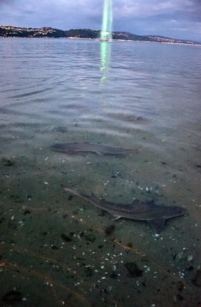 Sean Gillespie spotted these rig sharks at Oriental Bay - two of dozens that have entered Wellington harbour