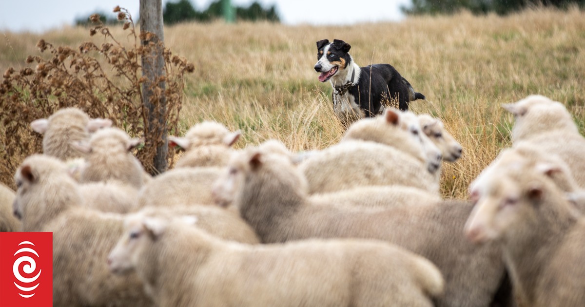 Sheep farmers cutting costs, looking for new income sources as prices plummet - Vimarsana News