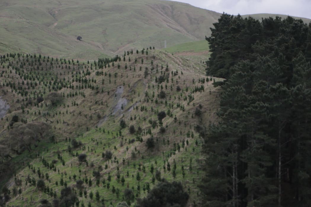 Young pine saplings grow next to a block of mature forest