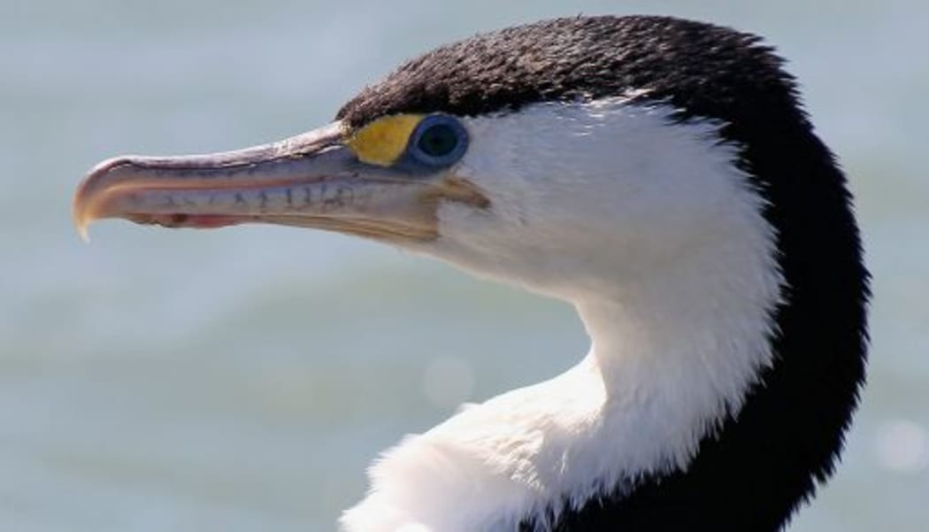 The Shag or Kawau.