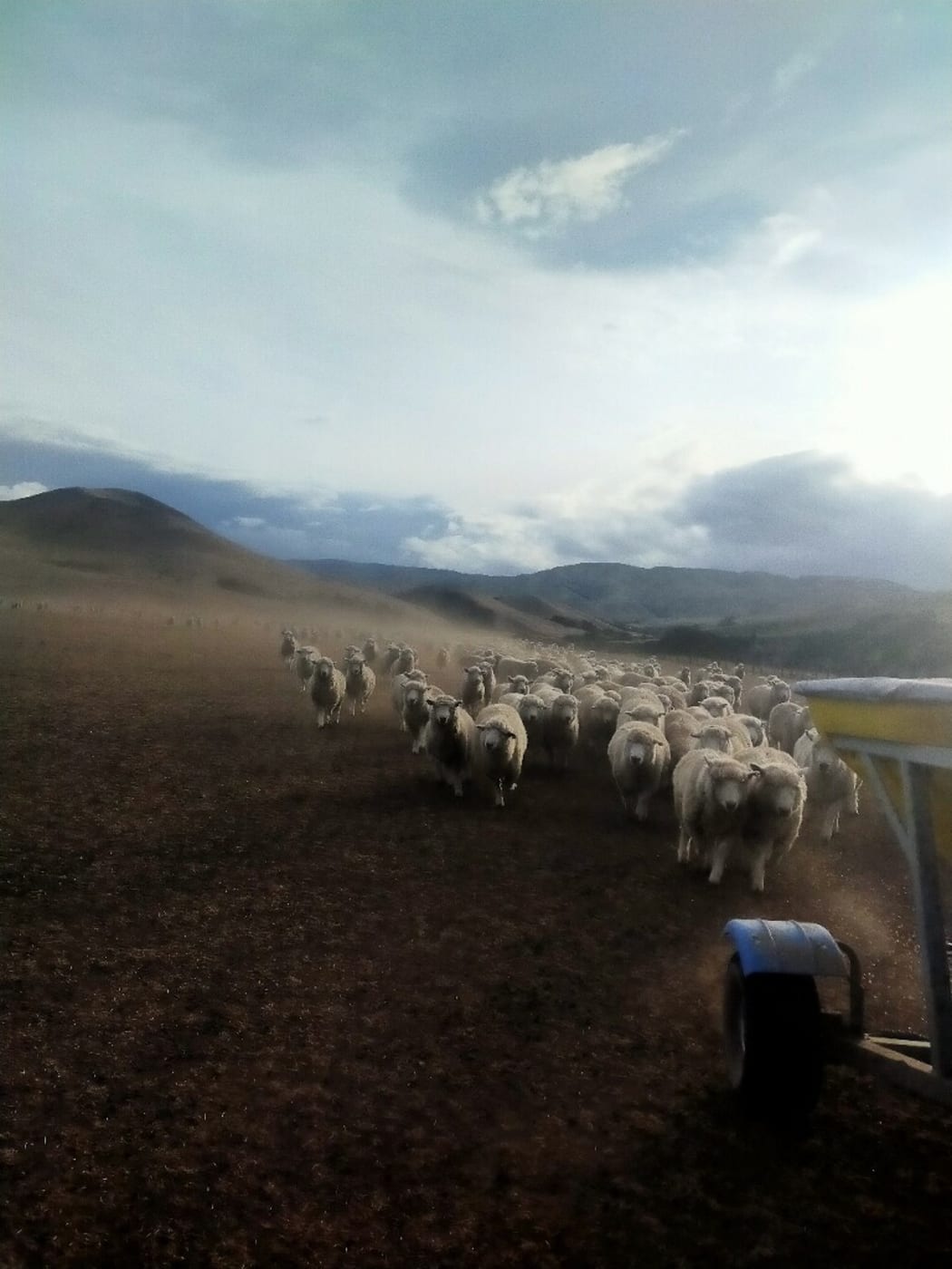 Drought on the Jowsey's farm at Kereru, Hawkes Bay