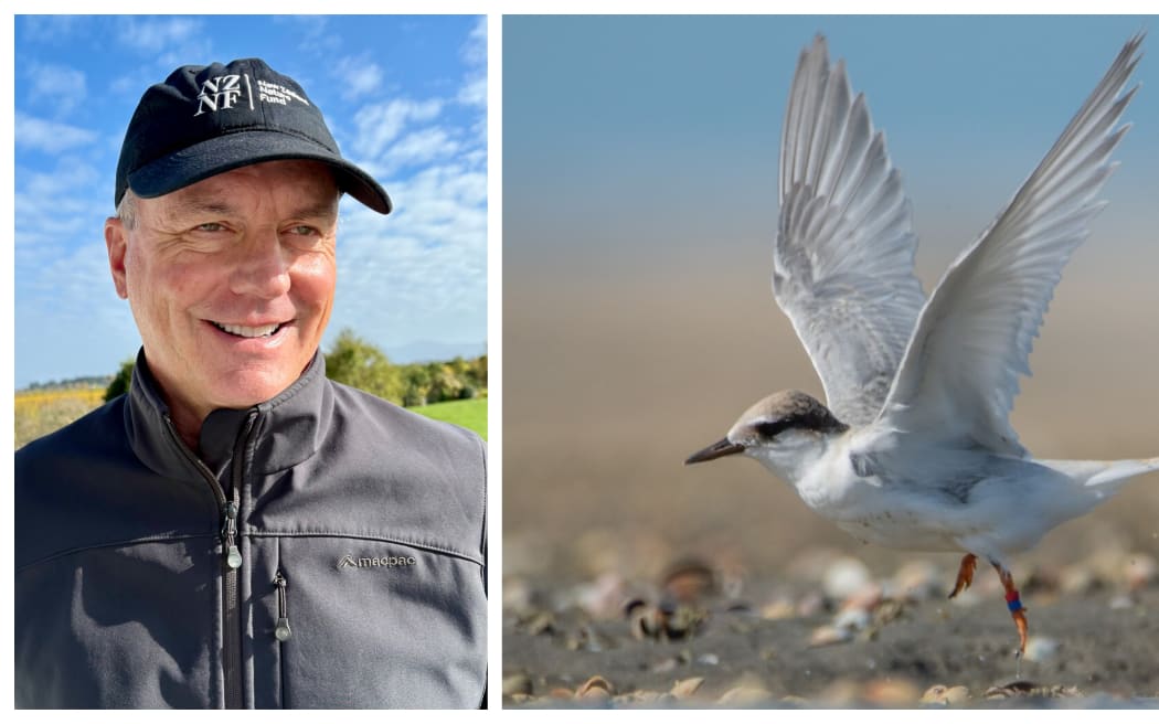 Headshot of  Neil Mulholland plus fairy tern - one of the projects NZ Nature Fund is partnering with Department of Conservation over