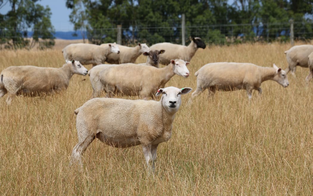 Ian Knowles has more than sheep and cattle on his North Canterbury farm
