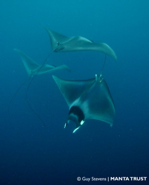 Three devil rays circling one another - courtship behaviour photographed in the Maldives.