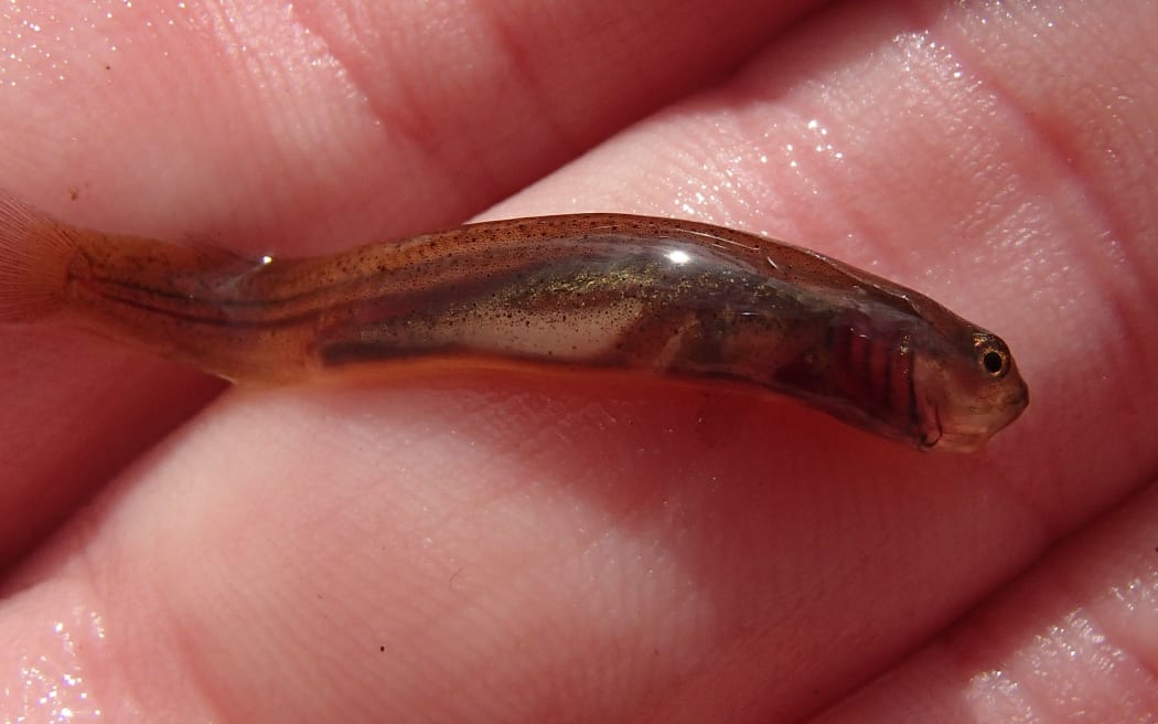 A juvenile mudfish