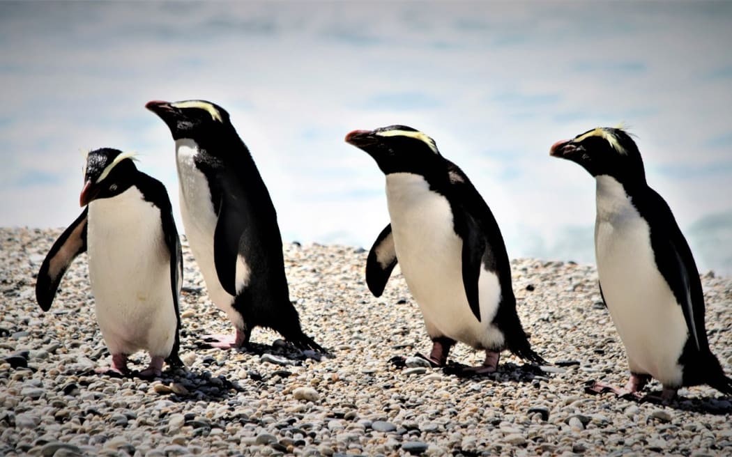 Tawaki - Fiordland crested penguin