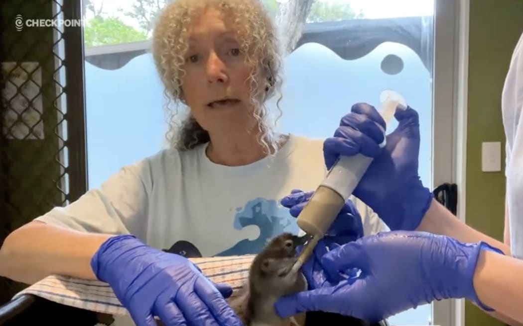 Native Bird Rescue's Karen Saunders feeds penguin chicks.