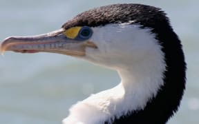 The Shag or Kawau.