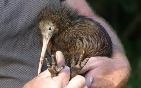 The kiwi hospital's first patient about to be returned to the wild.