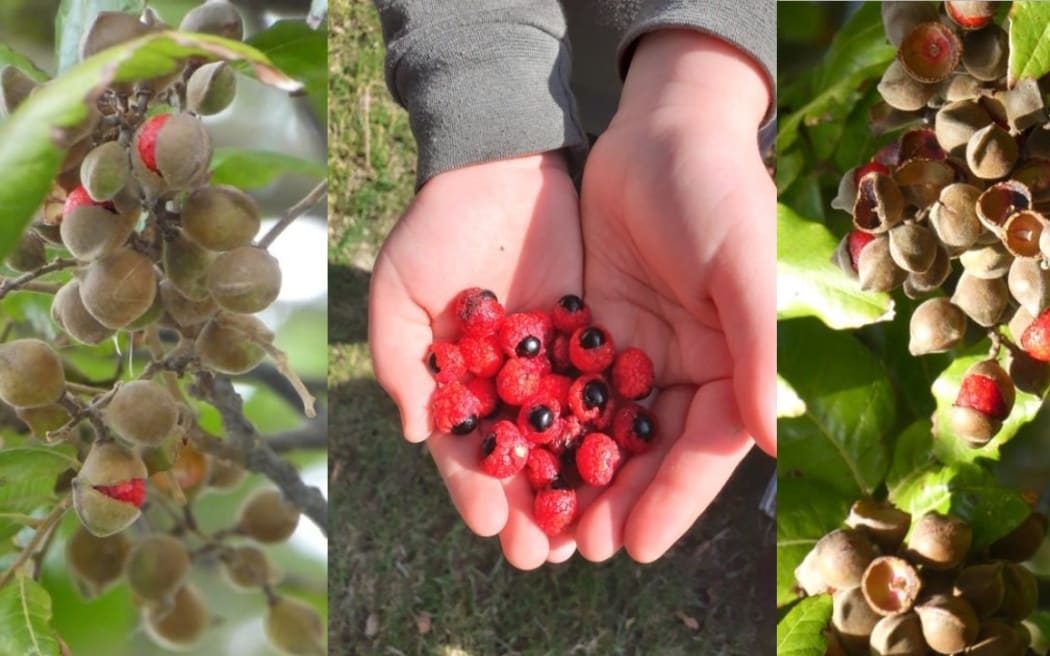 Mere's mokopuna Te Owai holds a handful of tītoki berries, while other Tītoki berries hang from the plant
