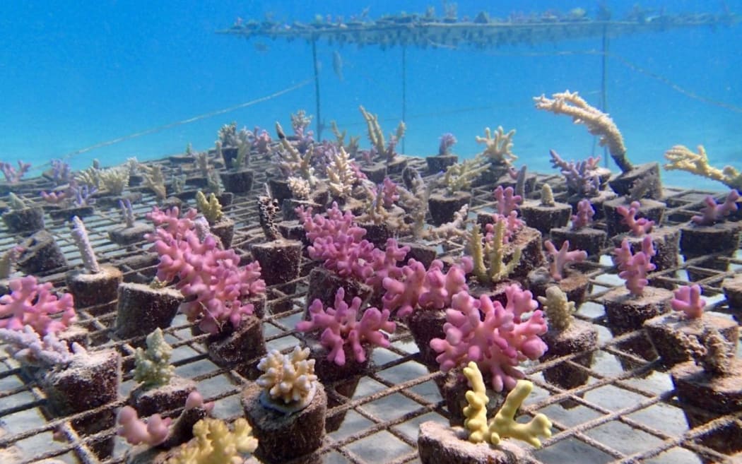 A coral nursery in Fiji