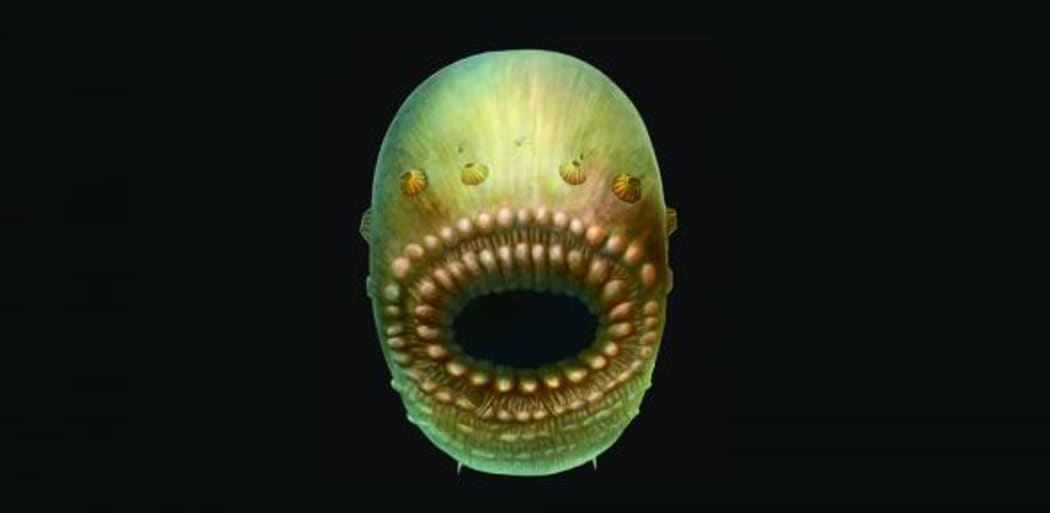 Artist’s reconstruction of Saccorhytus coronarius, based on the original fossil finds. The actual creature was probably no more than a millimetre in size